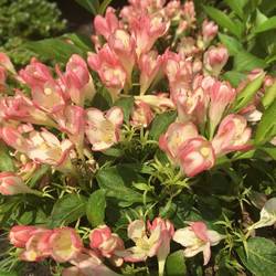 Вейгела цветущая ‘All Summer Peach’ Weigela florida ‘All Summer Peach’